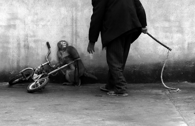 I nagroda w kategorii “Nature”, Suzhou, prowincja Anhui, Chiny. Zdjęcia pojedyncze.

Małpa cyrkowa trenowana przez jednego z trenerów.

Fot. Yongzhi Chu, Chiny